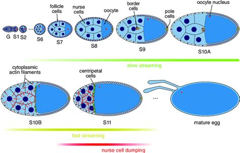 Drosophila Oogenesis Stages