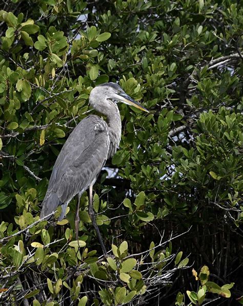 Crane or Heron? - SNJ Today