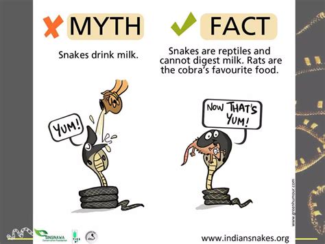 Snakes, Misunderstood Reptiles. | PPT