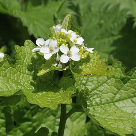 Common Tall Garden Weeds Uk Fasci Garden