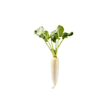 Daikon Radish Isolated White Radish Organic Vegetables Organic Food