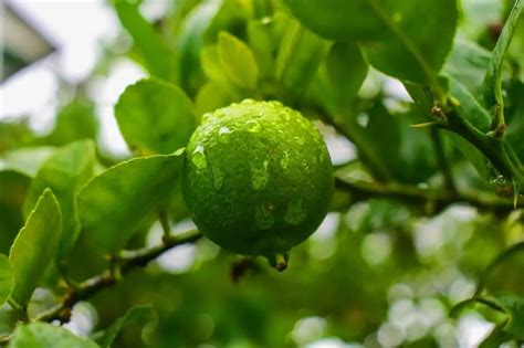 Citrus Pests Types Symptoms And Treatment Diy Gardens