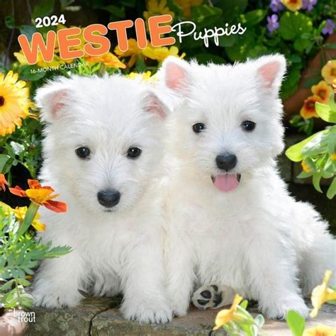 West Highland White Terrier Puppies Kalender Bol