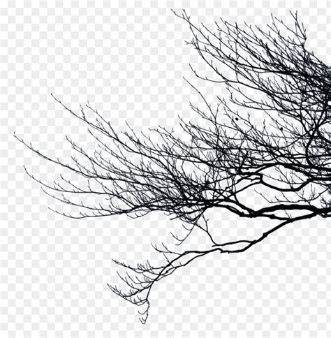 Bare Tree Branch Png Transparent With Clear Background Id Toppng