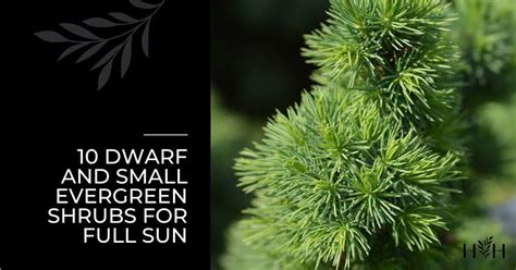 10 dwarf and small evergreen shrubs for full sun | Home for the Harvest ...