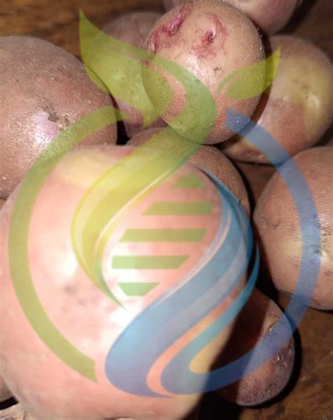 Bikini Potato Seeds Nursery Plants Health Beauty Hartbeespoort