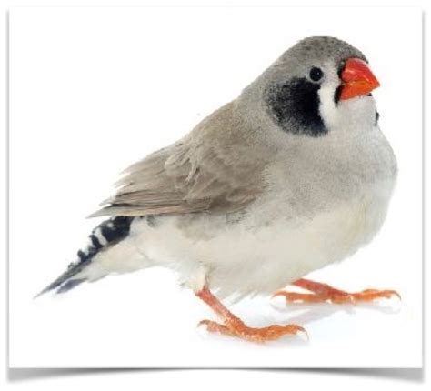 Buy Zebra Finch Black Cheek Online Novan Birds For Sale