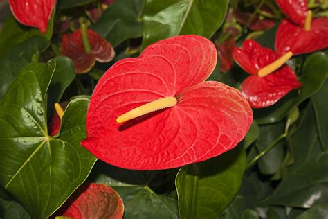 Anthuriums Photograph By Sally Weigand Pixels