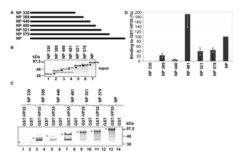 Mapping Of Regions On Np Involved In Binding To Vp A Schematic