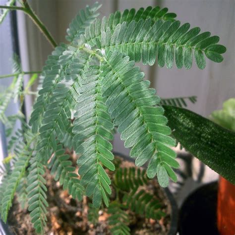 Mimosa tenuiflora (syn. Mimosa hostilis) | 'Jurema' | Seeds - FC