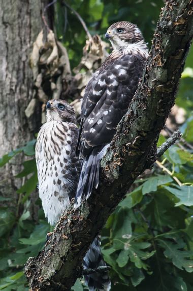 Cooper’s Hawks