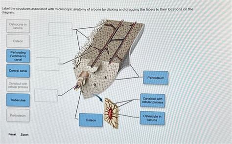 Solved Label The Structures Associated With Microscopic Chegg