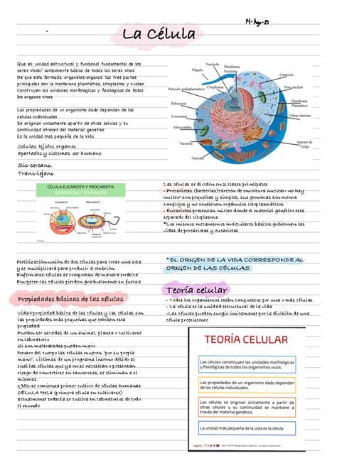 Célula Significado - La célula desde su significado, hasta sus organelos y sus funciones en ...