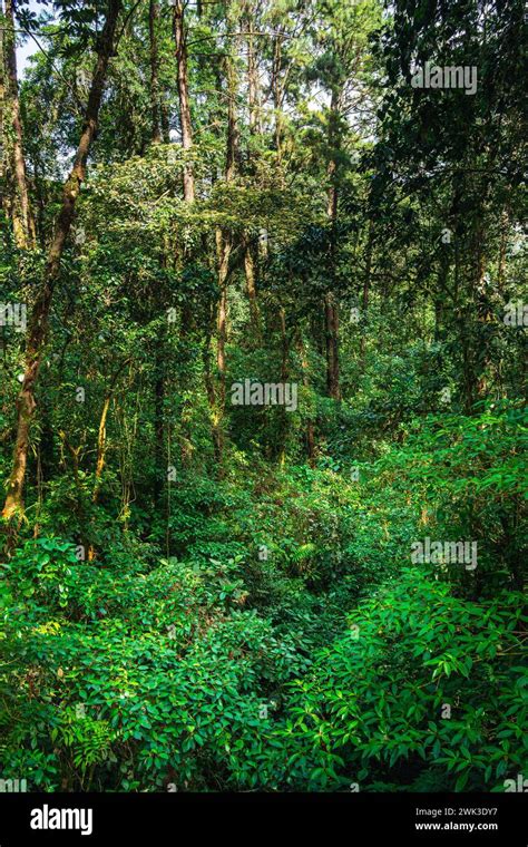 El Arenal National Park Costa Rica Stock Photo Alamy