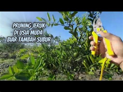 Cara Pemangkasan Pruning Jeruk Usia Muda Agar Rimbun Youtube