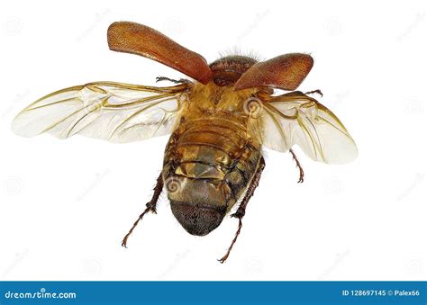 Flying Beetle Stock Image Image Of Beetle Landing 128697145