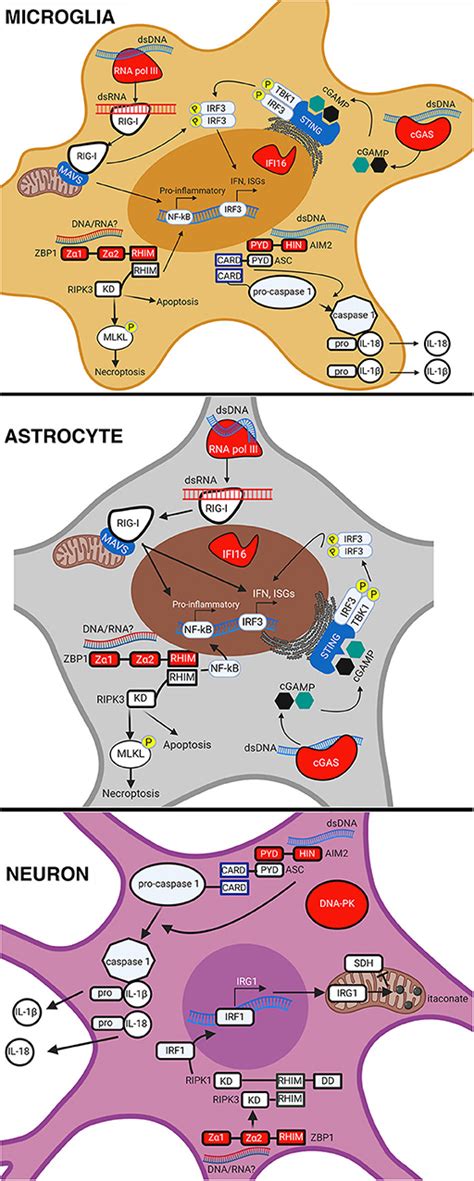 Frontiers Cytosolic Dna Sensors And Cns Responses To Viral Pathogens