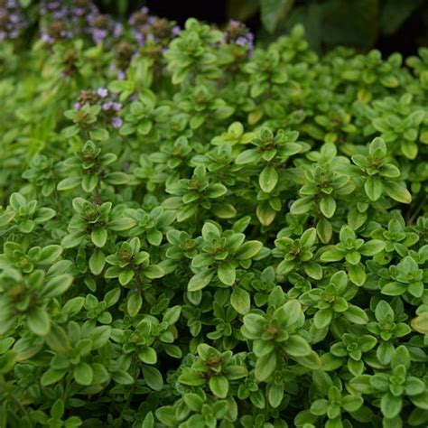 Thymus Citriodorus ‘lemon Find Haveplanter