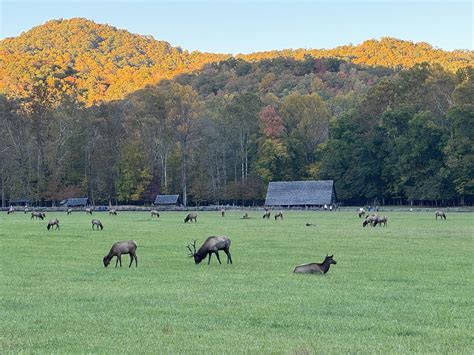 The Smokies Showing Off Again Like They Do Every Fall Rappalachia