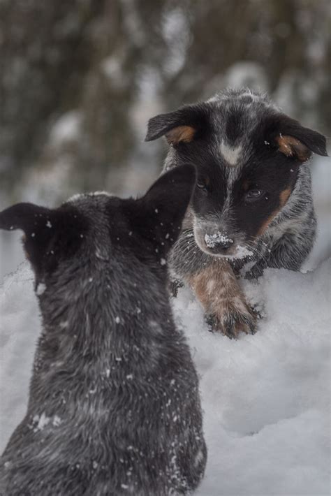 Heeler Puppies