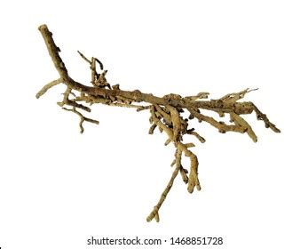 Roots Root Modules Legume Plant Stock Photo Shutterstock