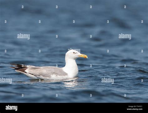 Adult Caspian Gull Larus Cachinnans In The Donau Delta In Romania