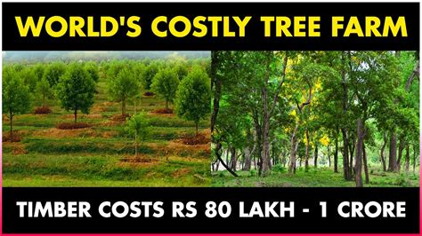 This Tree Costs Lakh Crore Sandalwood Red Sandalwood White