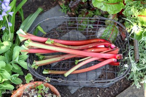 How to Harvest Rhubarb (NEVER Cut It!) - Garden Therapy