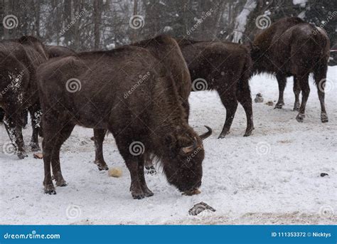 European Bison Zubr Stock Photo Image Of Winter National 111353372