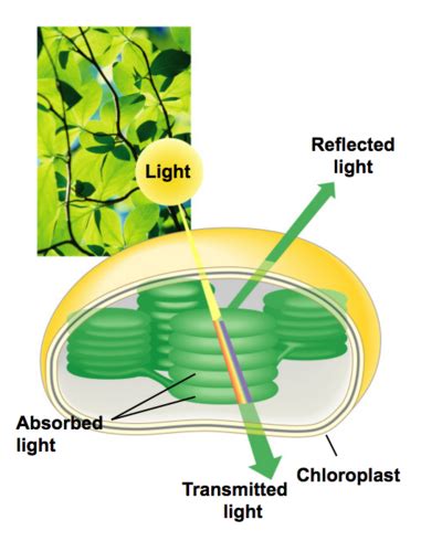 Photosynthesis Flashcards Quizlet