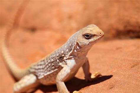 Desert Iguana Ndow