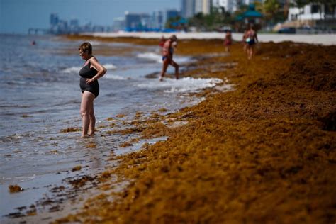 Giant seaweed blob twice the width of the US takes aim at Florida