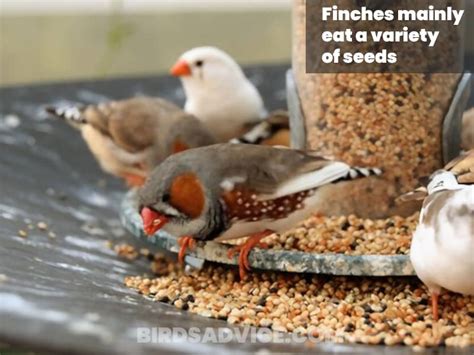 What Do Finches Eat? A Complete Guide Of Feeding Finches