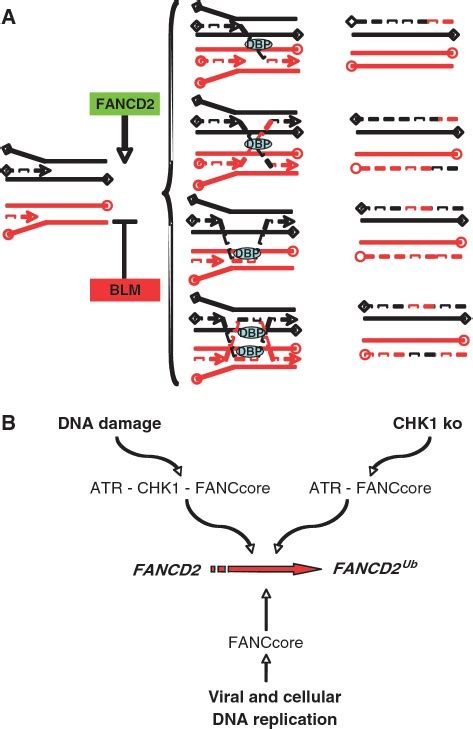 A Model For The Role Of Fancd In Ad Replication Dependent