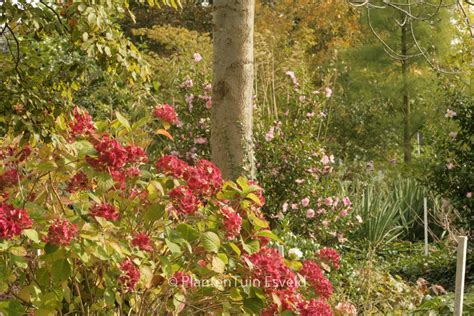 Hydrangea macrophylla ‚The Bride‘ (ENDLESS SUMMER) – Esveld Webshop