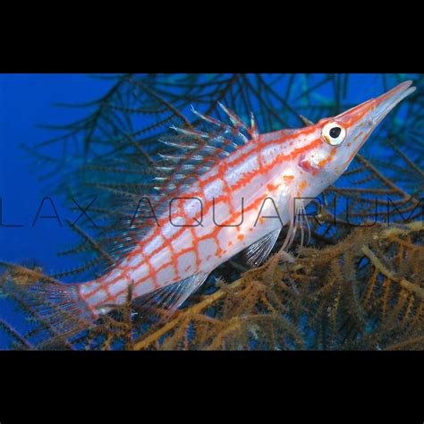 Find the best Long Nose Hawkfish for sale at LAX Aquarium – LAXAquarium