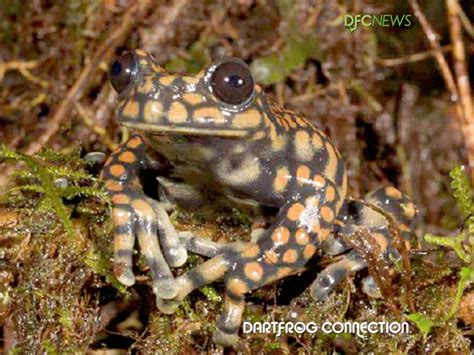 Dart Frog Connection