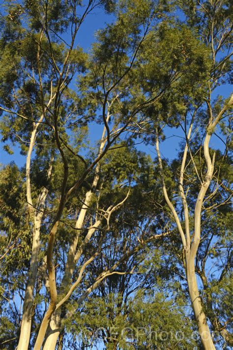 Eucalyptus Mannifera Subsp Maculosa Photo At Pictures Of Plants Stock