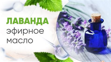 Лаванда Малетт эфирное масло 100мл купить по цене 3 880 руб. в Аромареалити