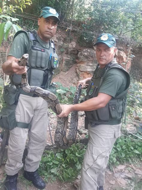 Patrulha Ambiental Resgata Jiboia De Dois Metros Em Resid Ncia Na Zona