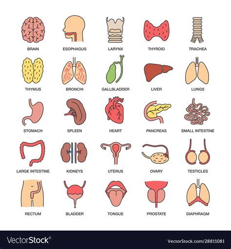 Internal Organs Color Icons Set Royalty Free Vector Image