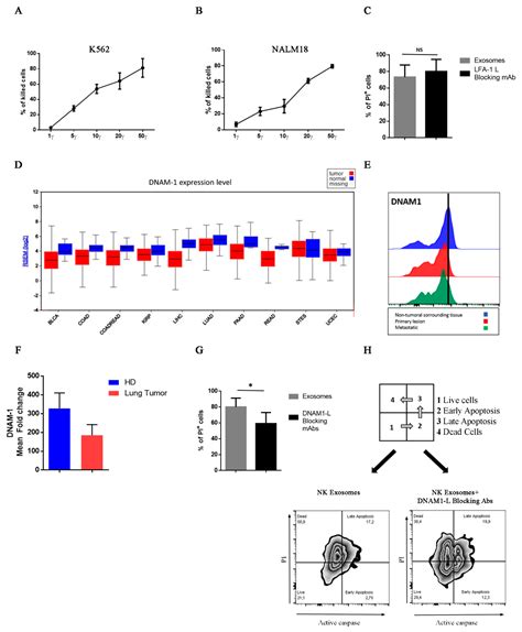 Cancers Free Full Text Characterization Of Human Nk Cell Derived