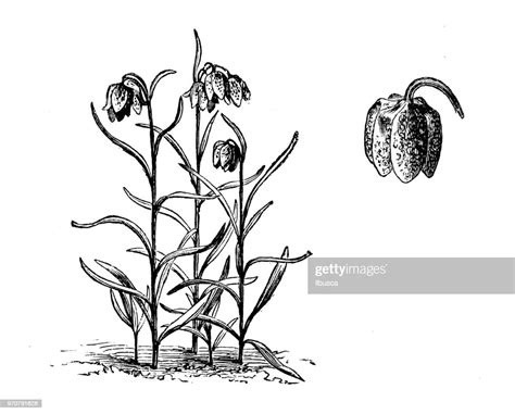 Botany Plants Antique Engraving Illustration Fritillaria Meleagris