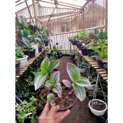 Jual Tanaman Hias Tradescantia Nanouk Shopee Indonesia