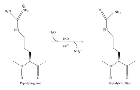 Biochemical Process That Occurs In Protein Citrullination Event