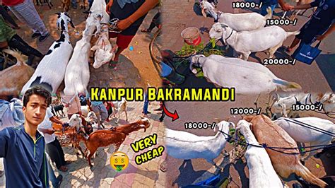 Kanpur Ki Sabse Sasti Bakra Mandi Hazaar Se Shuru Ayan