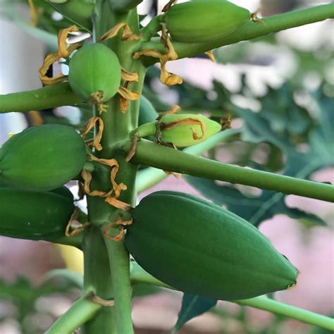 Papaya Tree Is Only Three Feet Tall But Laden With Fruits Papaya