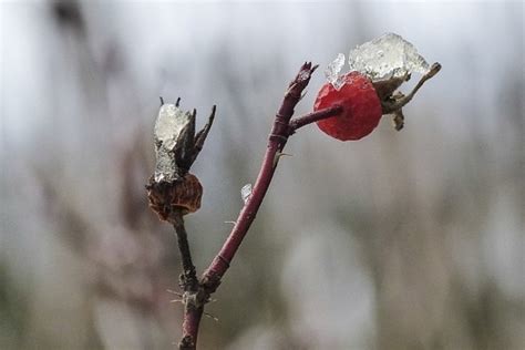 Free Picture Nature Tree Garden Branch Leaf Berry Plant Outdoor