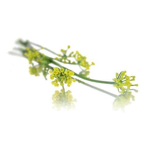 Fennel Edible Flowers | Nurtured in Norfolk