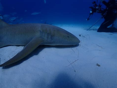 Hammerhead Shark Dive Bimini The Bahamas The Hammerhead Flickr